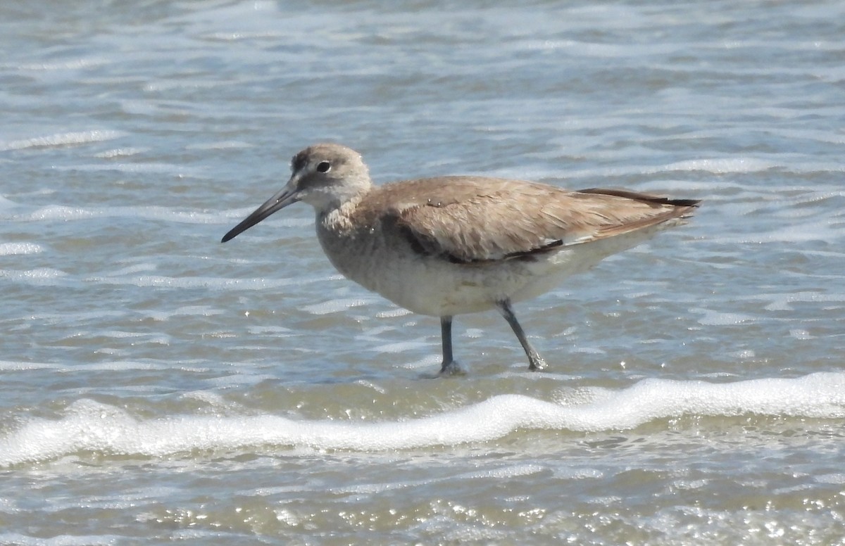 Willet - ML642669314