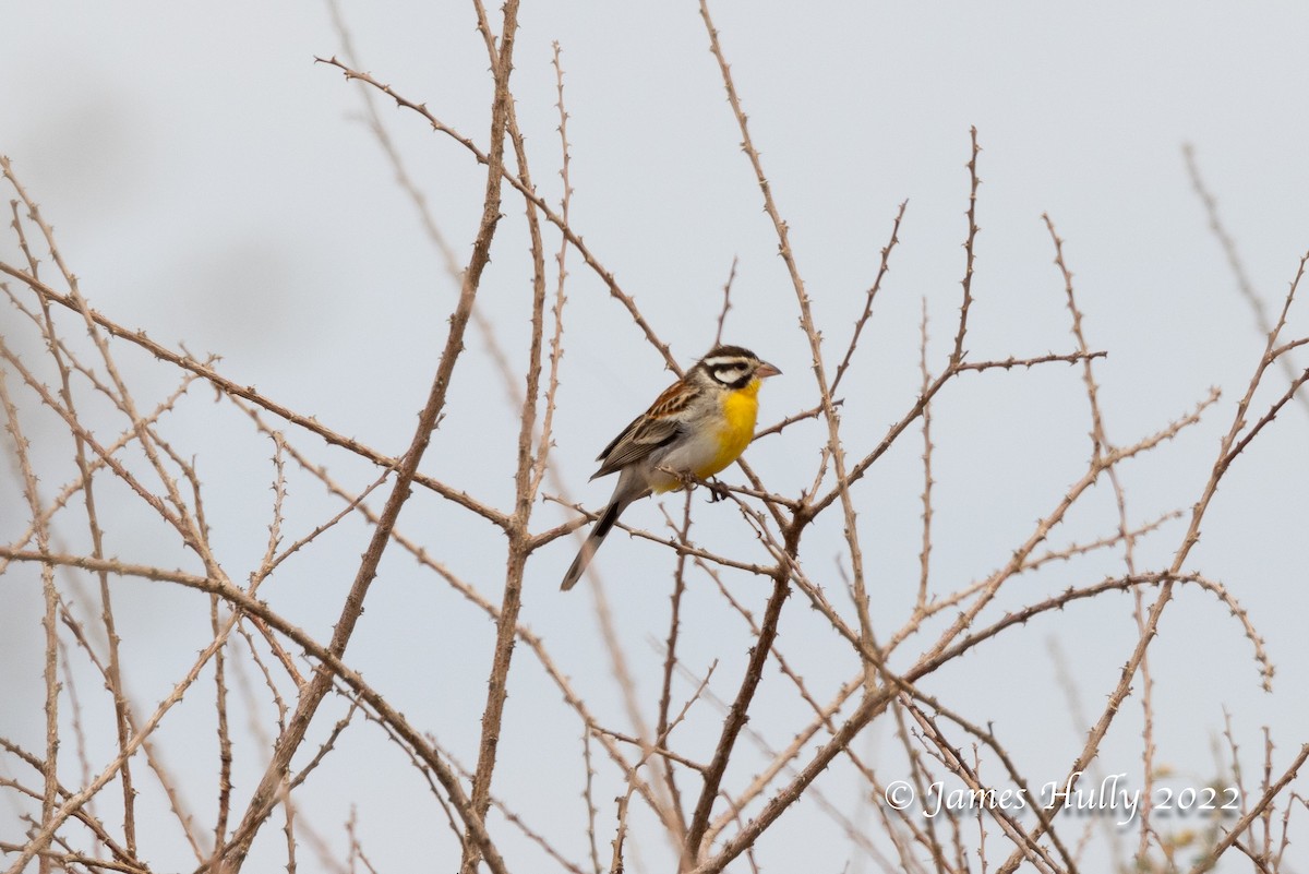 Somali Bunting - ML642669317