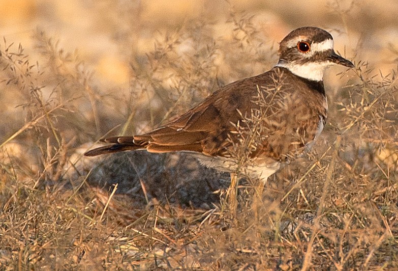Killdeer - ML642669318