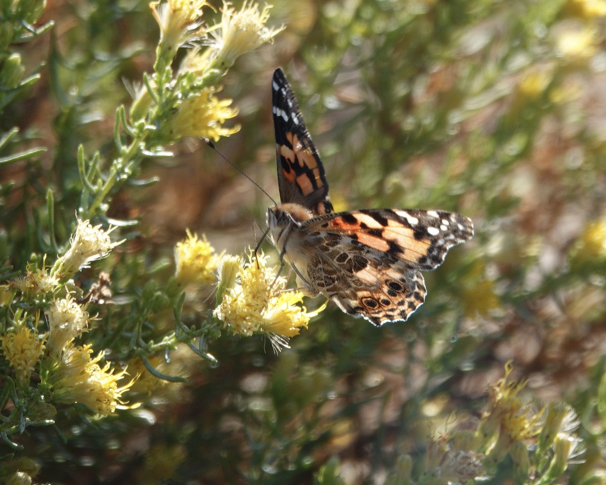 Animals - ML642669319