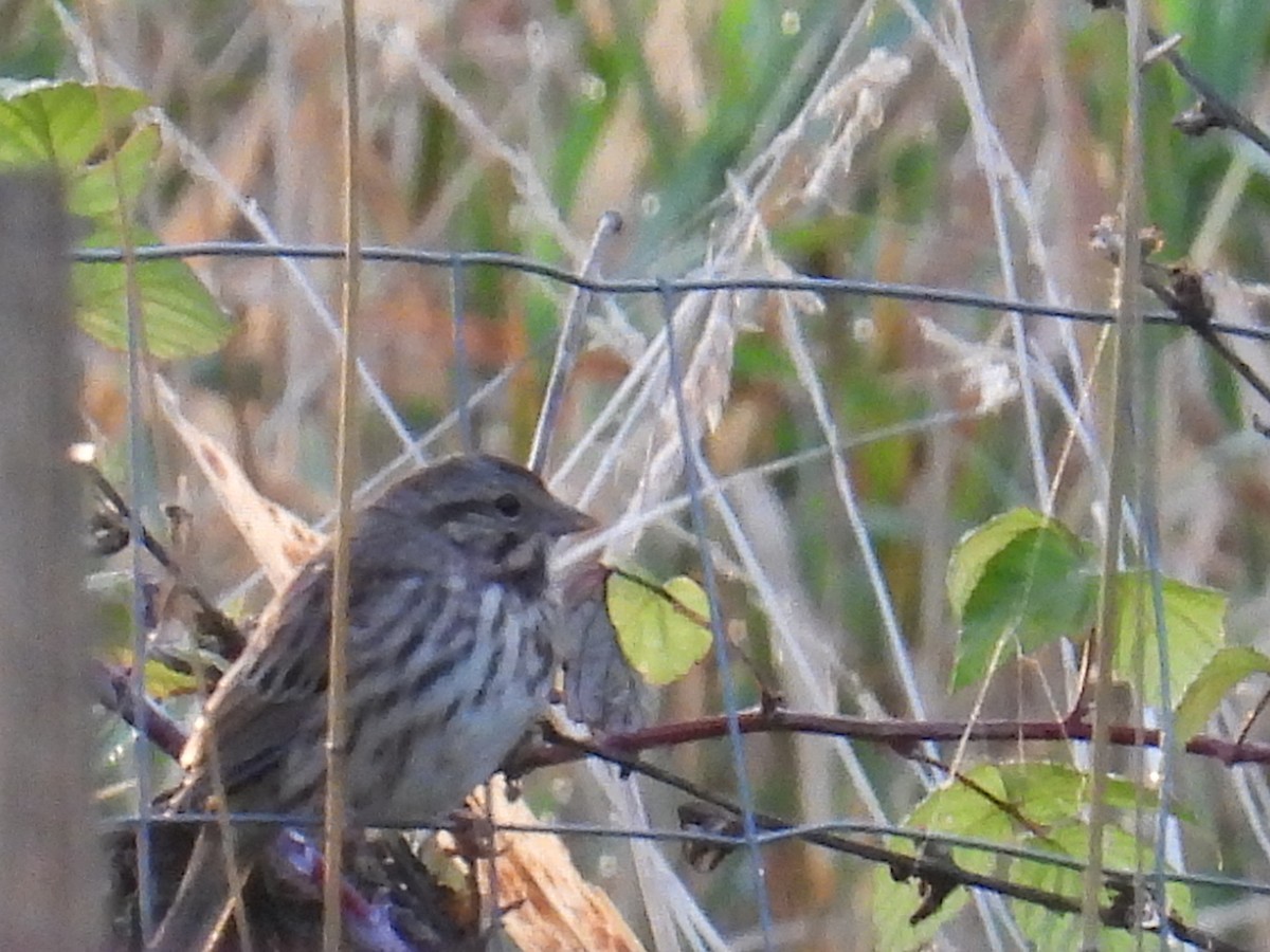 Song Sparrow - ML642669330