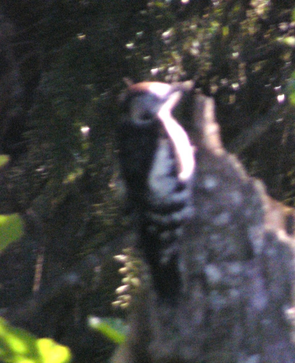 Middle Spotted Woodpecker - ML642669331