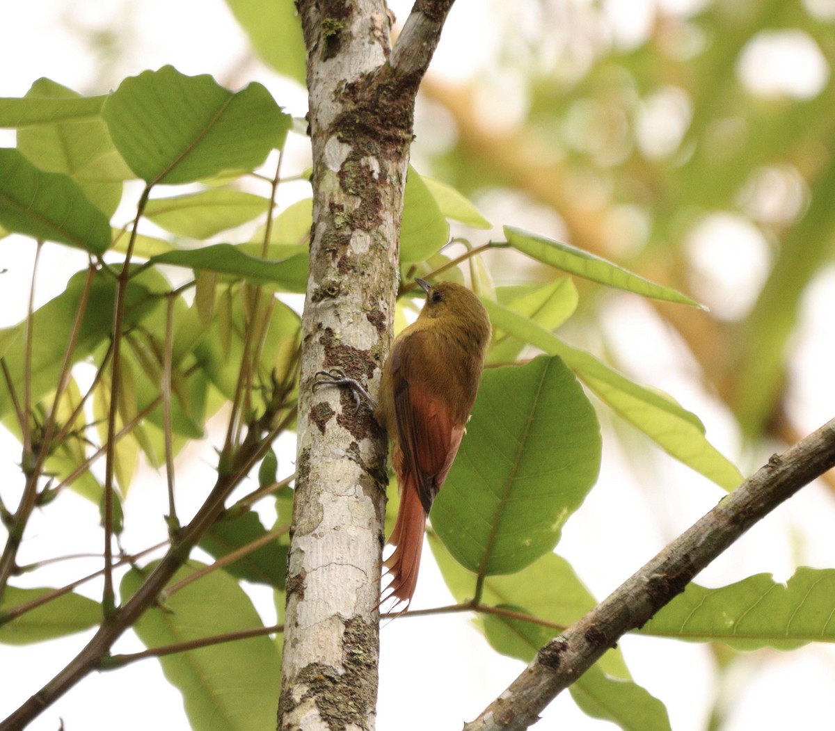 Olivaceous Woodcreeper - ML642669333