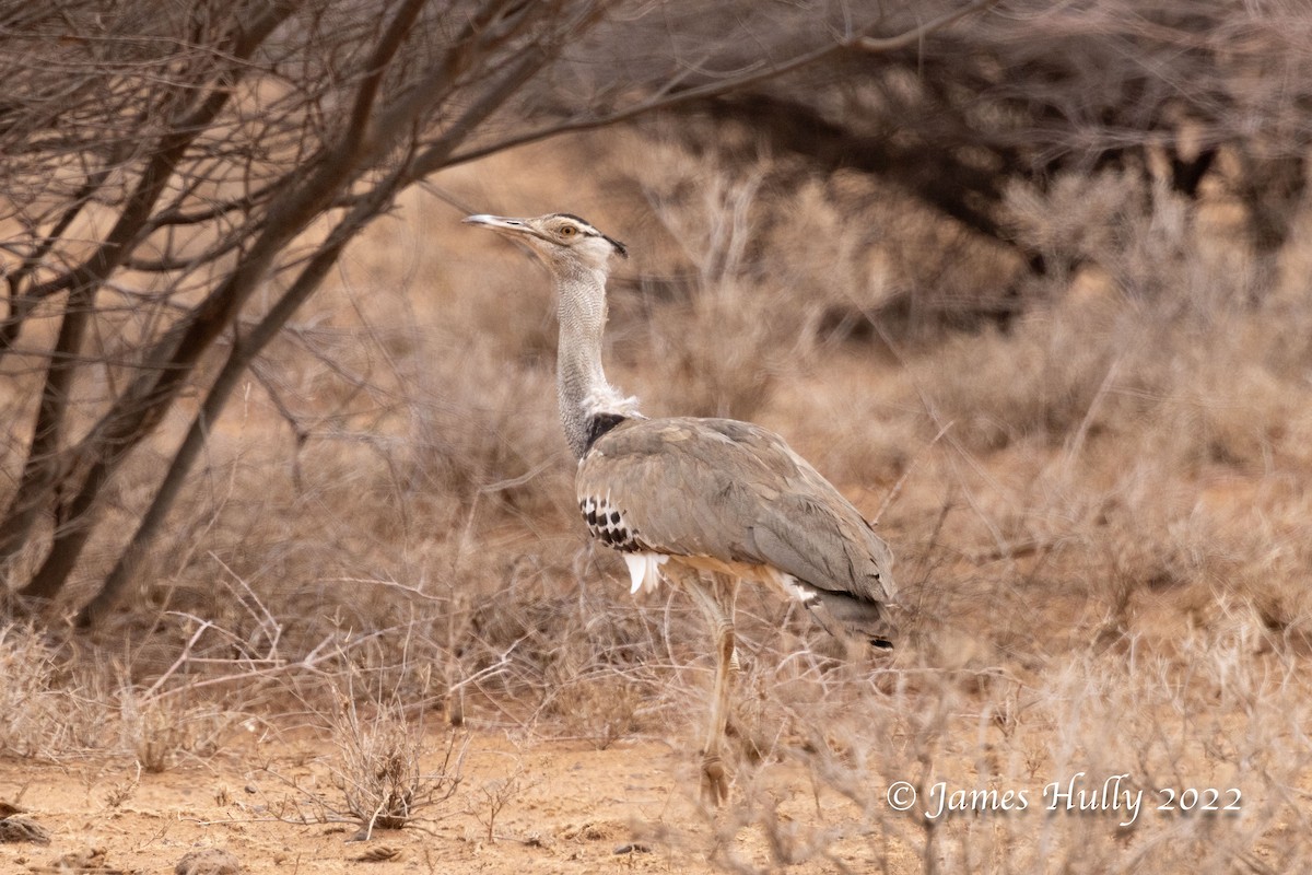 Kori Bustard - ML642669337