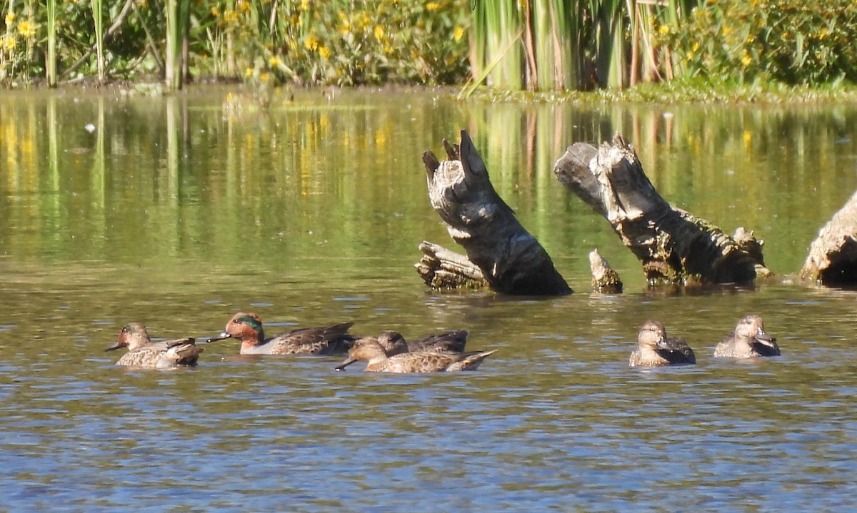 American Wigeon - ML642669339