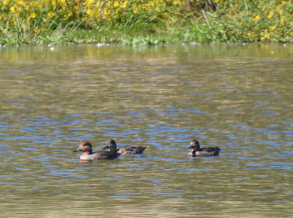 American Wigeon - ML642669349