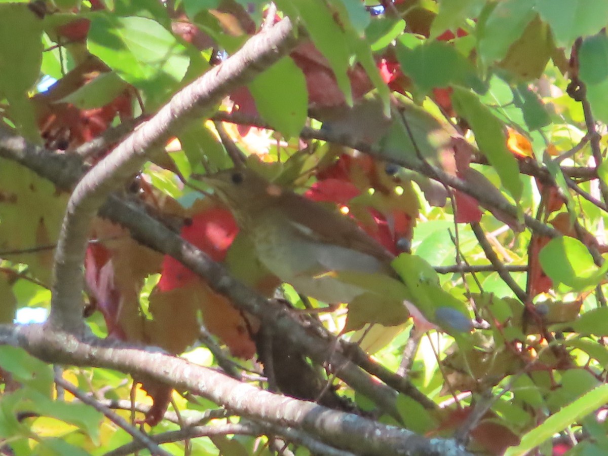 Veery - ML642669350