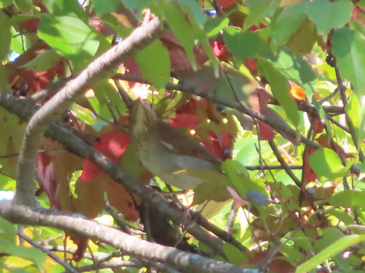 Veery - ML642669352