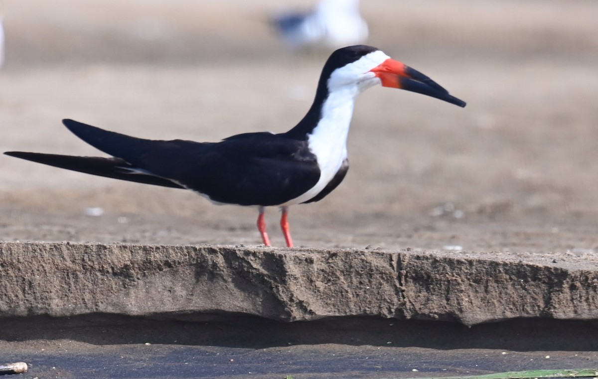 Black Skimmer - ML642669354