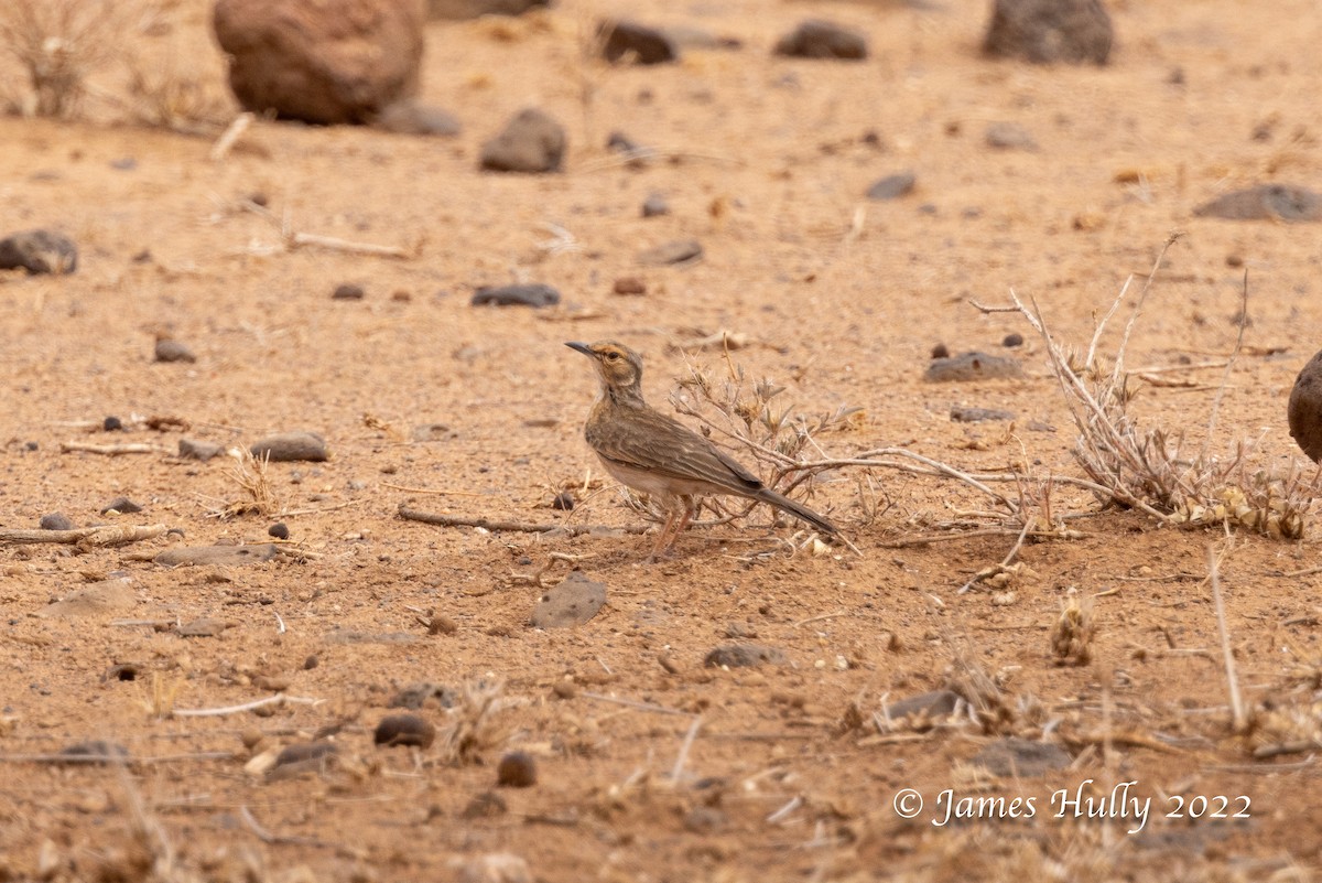 Pink-breasted Lark - ML642669371
