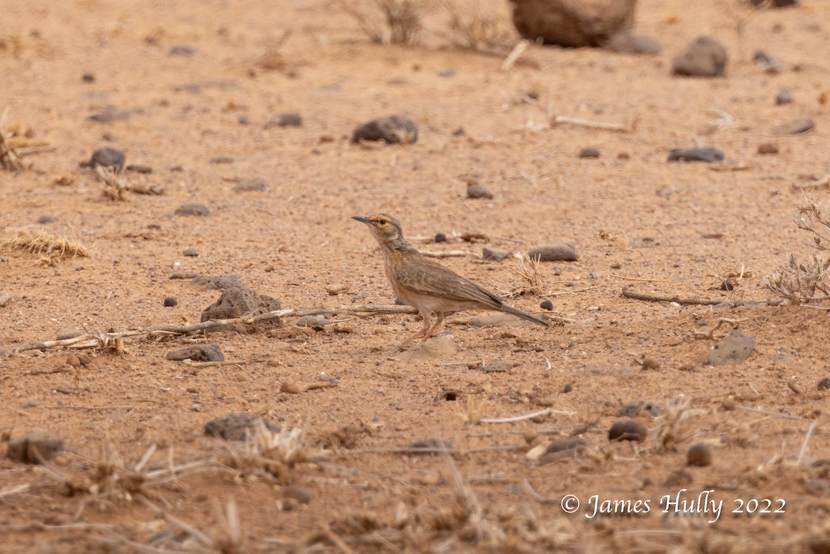 Pink-breasted Lark - ML642669372