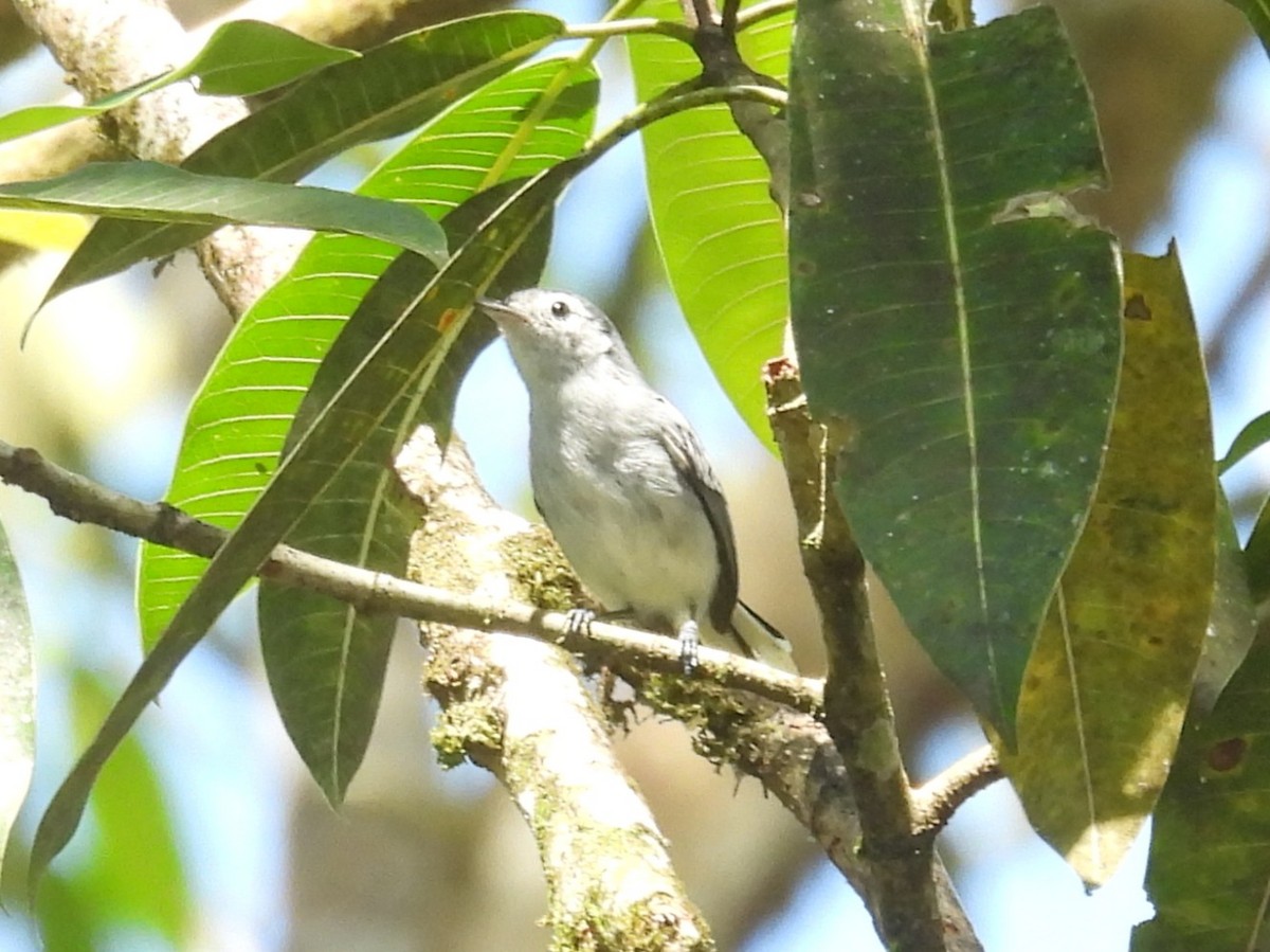 White-browed Gnatcatcher - ML642669373