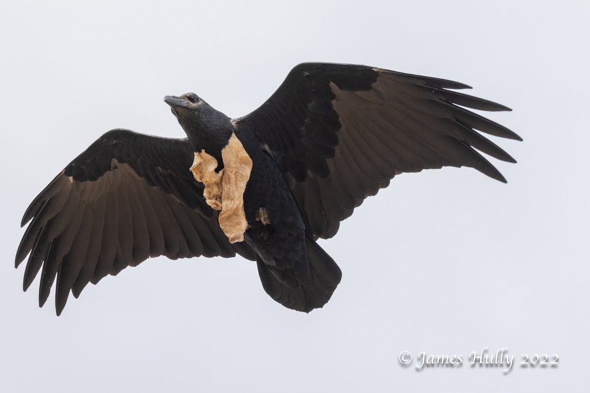 Fan-tailed Raven - ML642669377