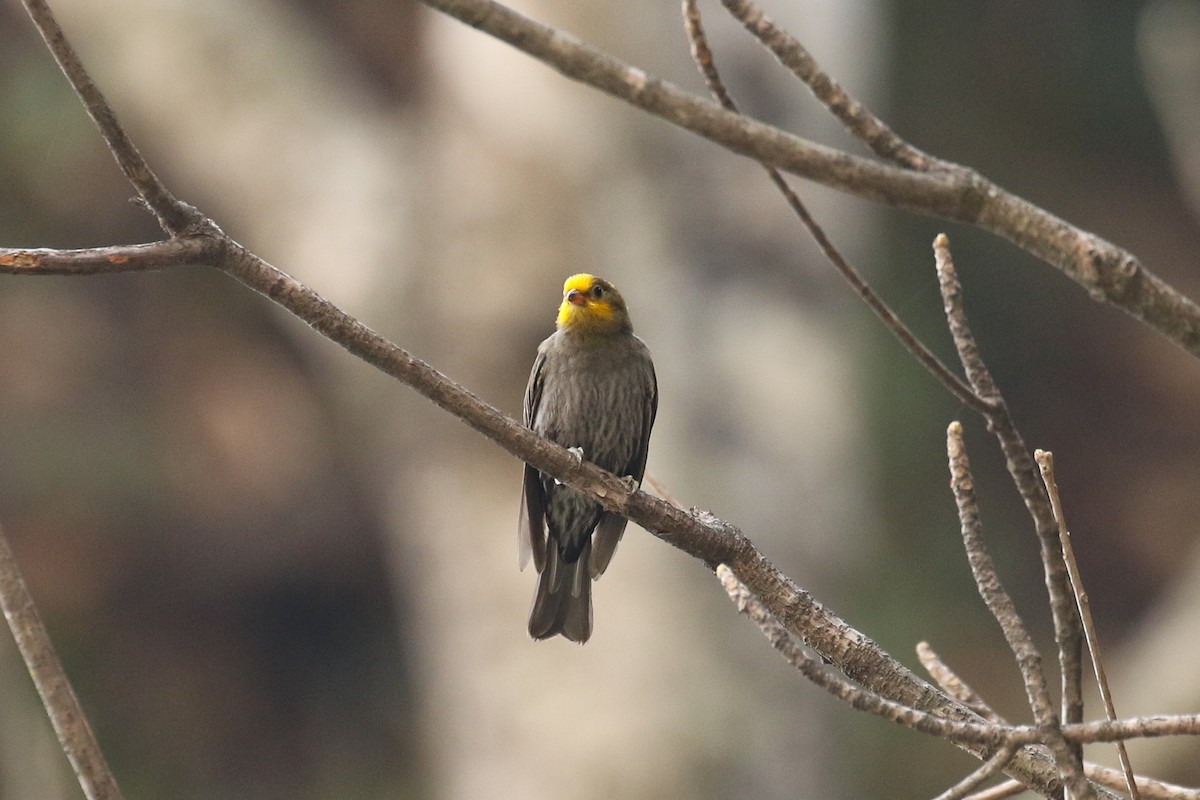 Yellow-rumped Honeyguide - ML642669380