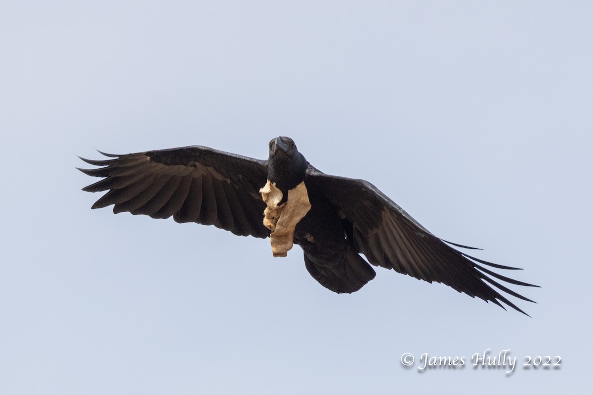 Fan-tailed Raven - ML642669381
