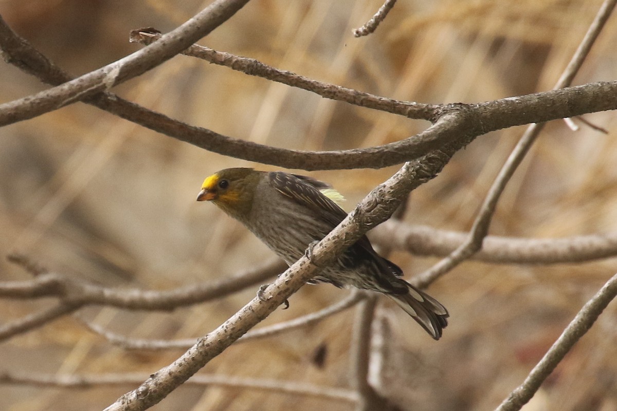 Yellow-rumped Honeyguide - ML642669382