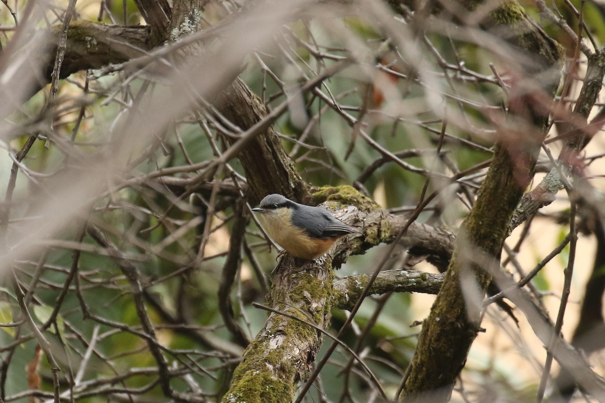 White-tailed Nuthatch - ML642669391