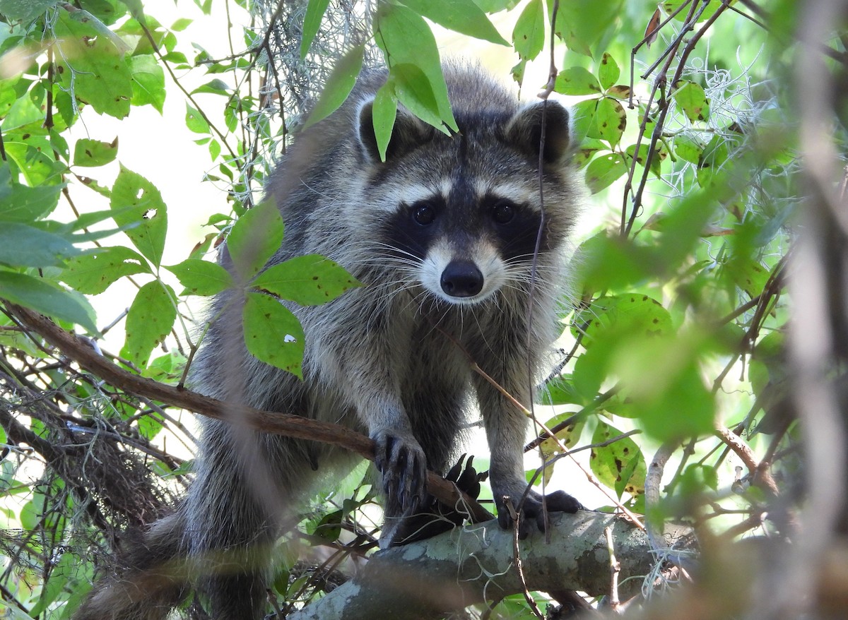 Animals - ML642669396