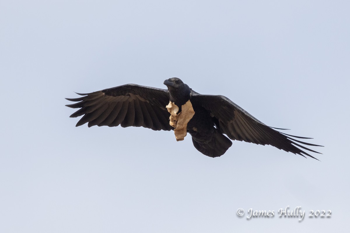 Fan-tailed Raven - ML642669402