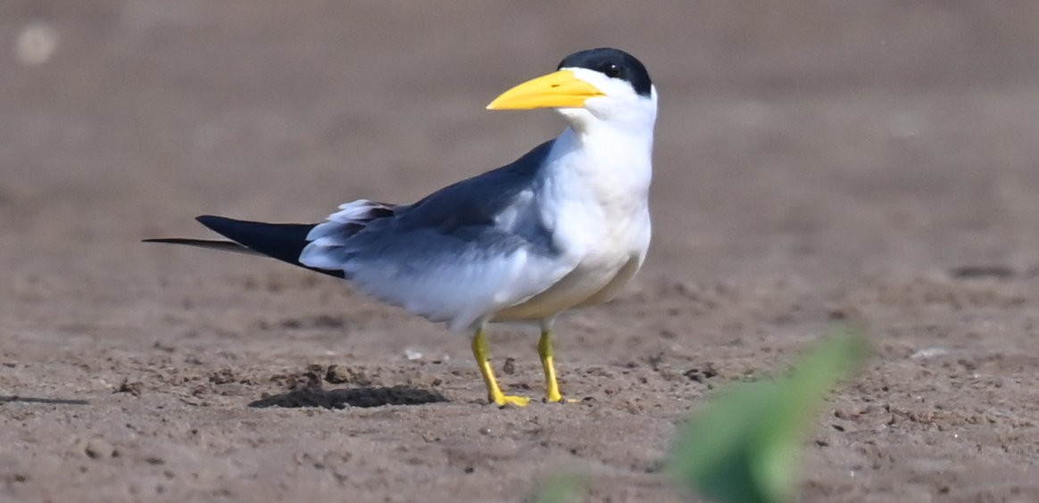 Large-billed Tern - ML642669409