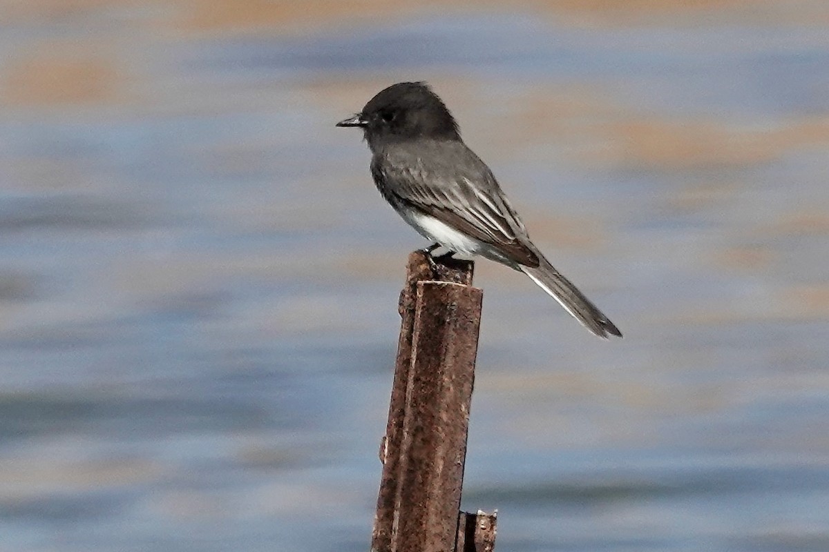 Black Phoebe - ML642669410