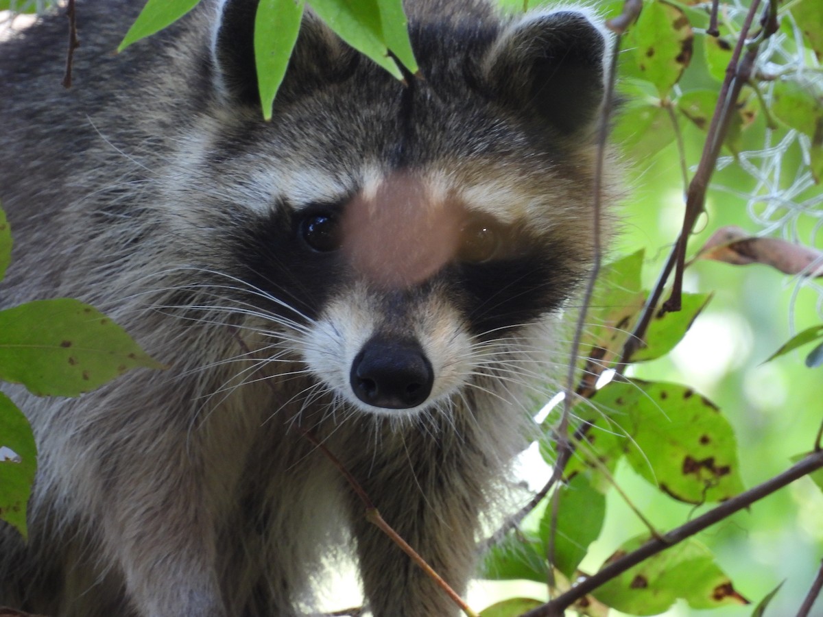 Animals - ML642669423