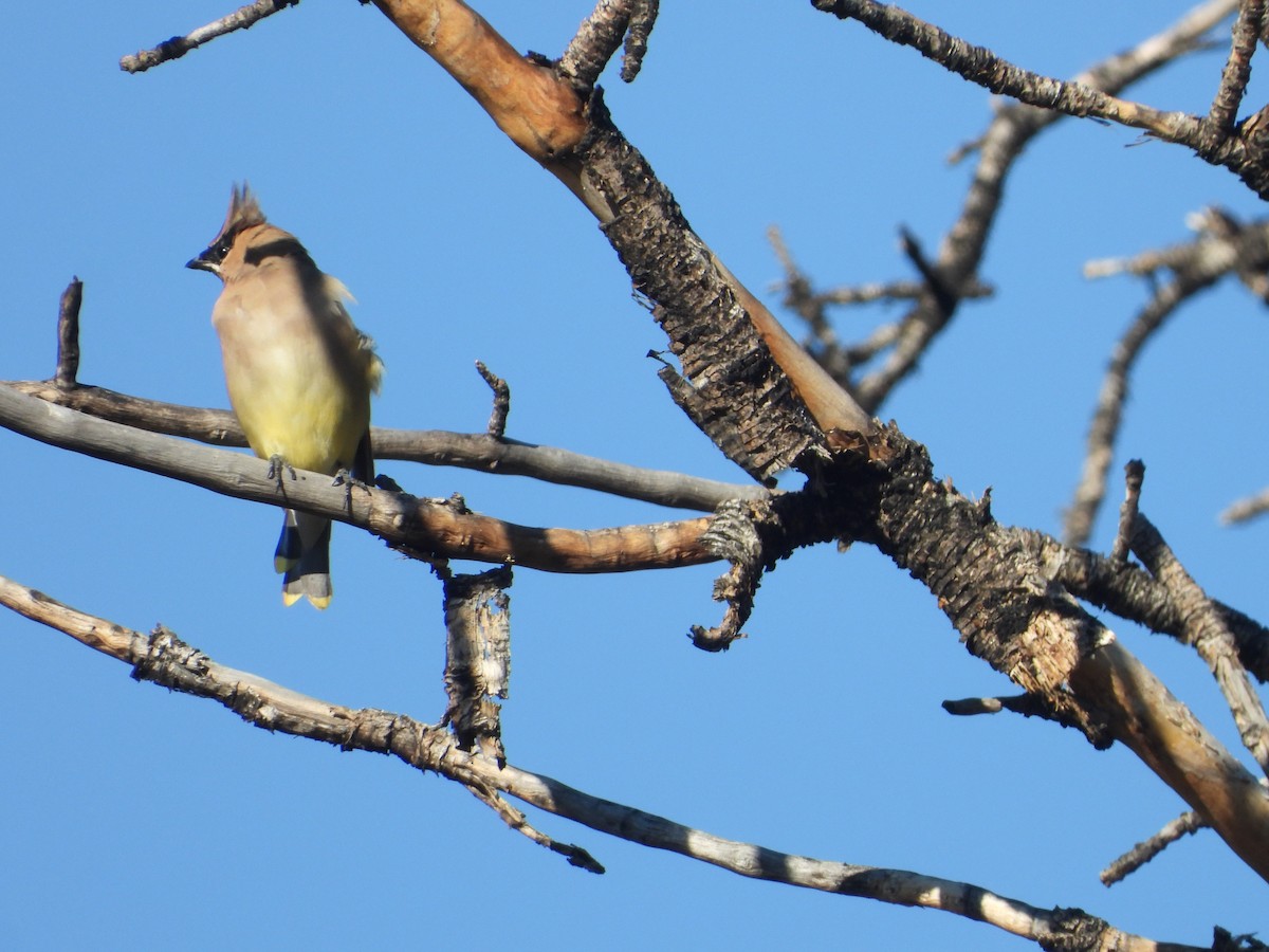 Cedar Waxwing - ML642669429
