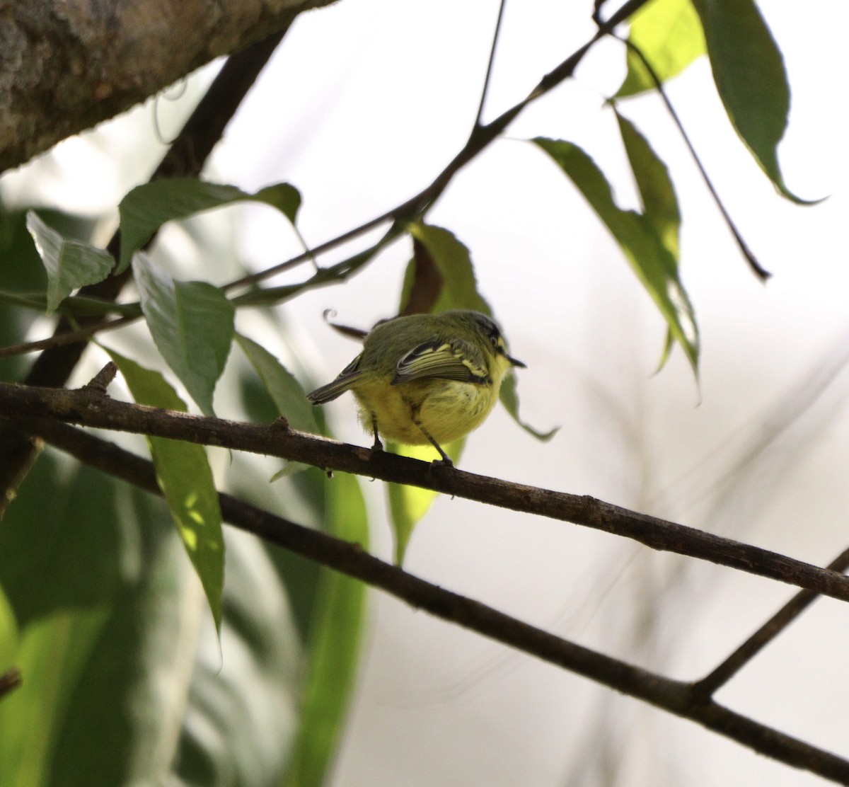 Gray-headed Tody-Flycatcher - ML642669433