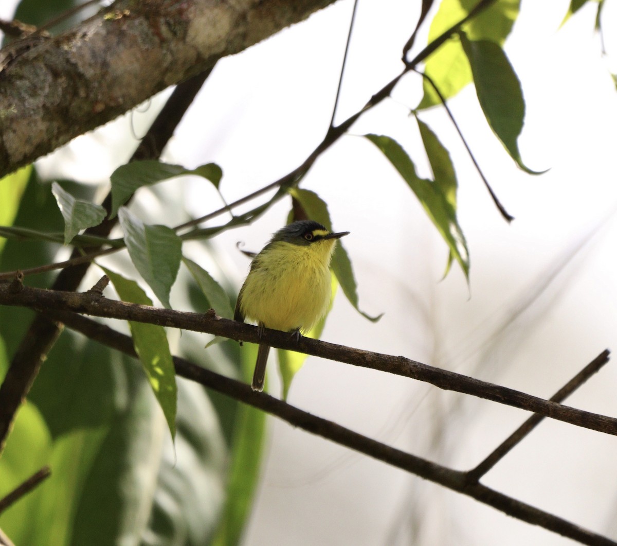 Gray-headed Tody-Flycatcher - ML642669434