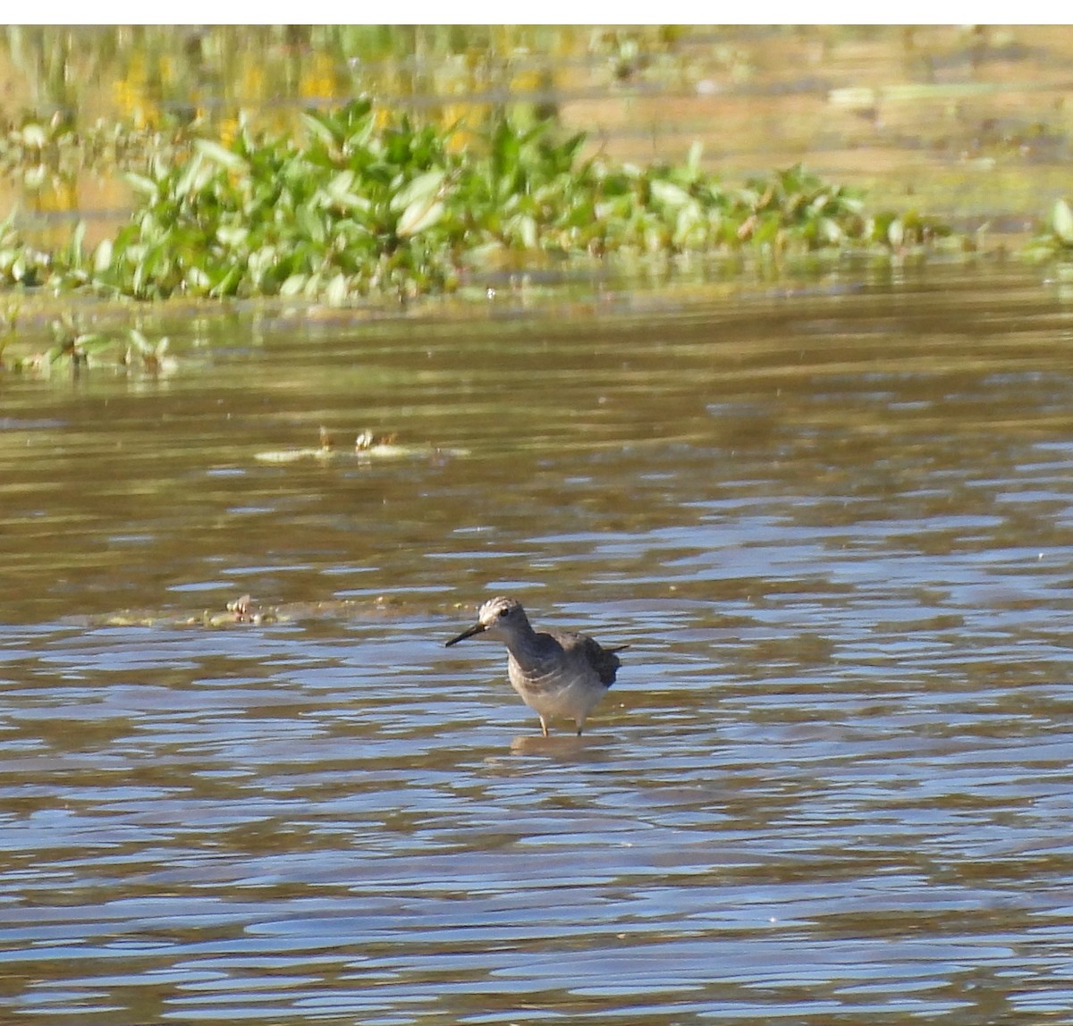 Greater Yellowlegs - ML642669448