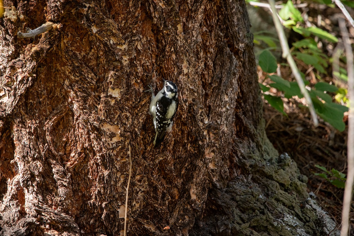 Downy Woodpecker - ML642669454