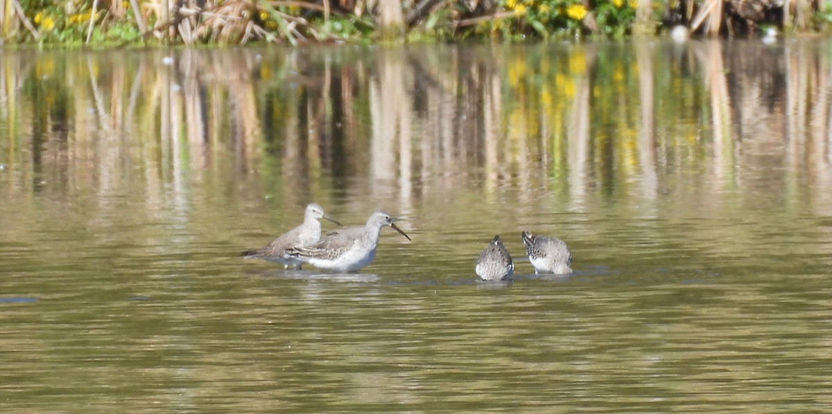 Stilt Sandpiper - ML642669455