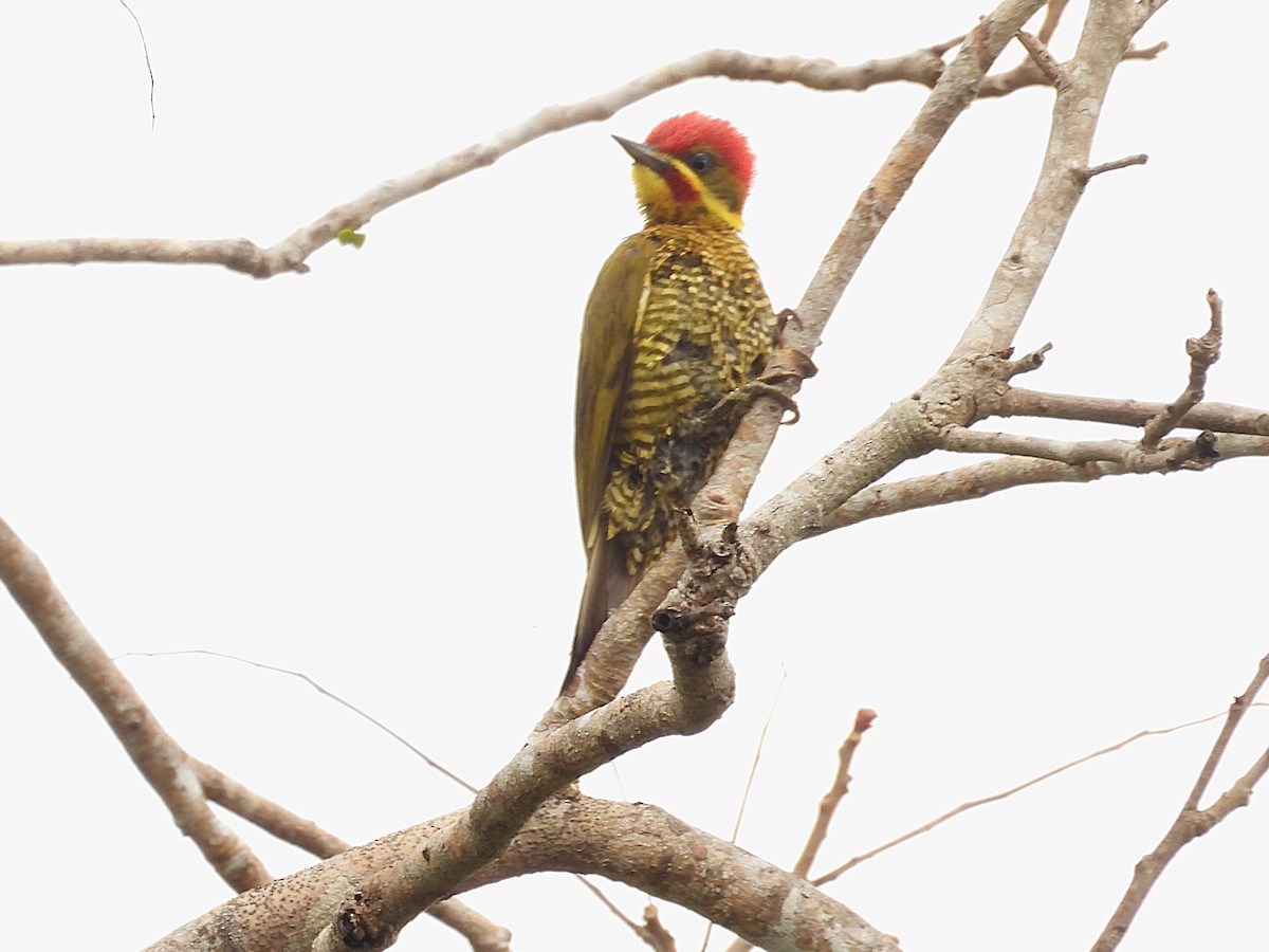 Golden-green Woodpecker - ML642669459