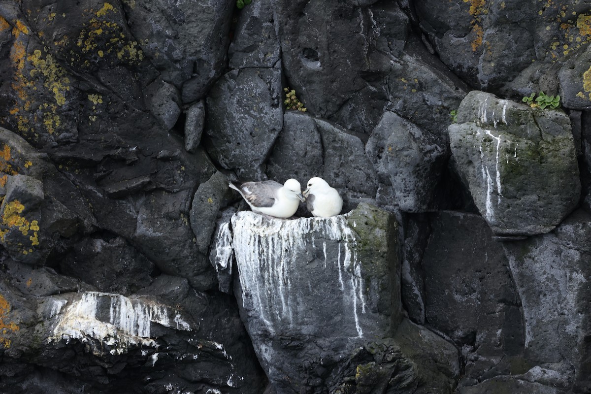 Northern Fulmar - ML642669466
