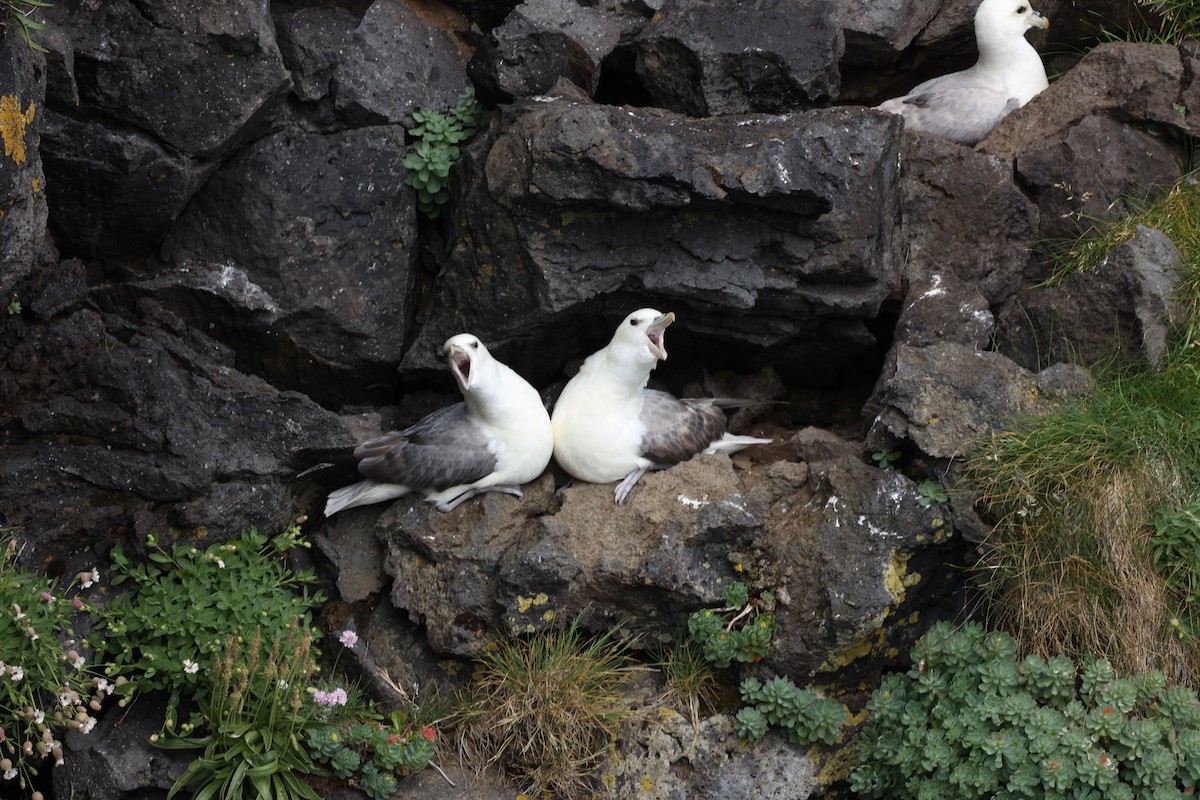 Northern Fulmar - ML642669467