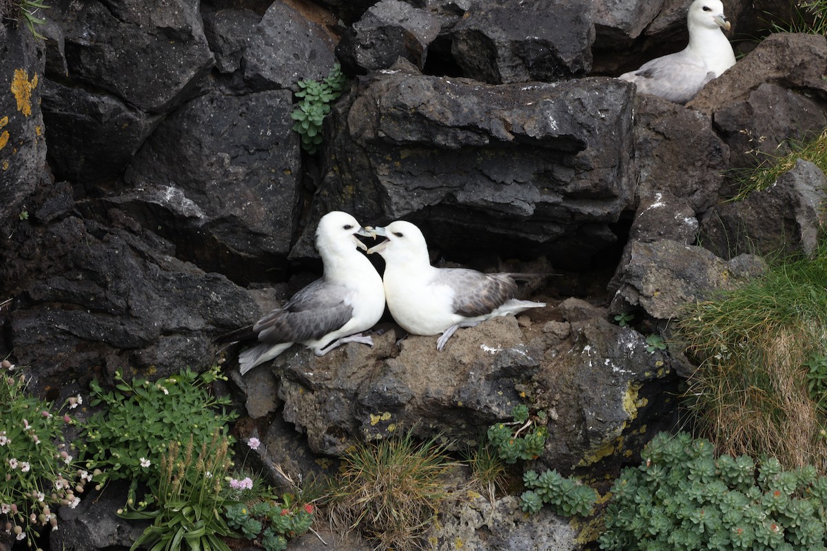 Northern Fulmar - ML642669468