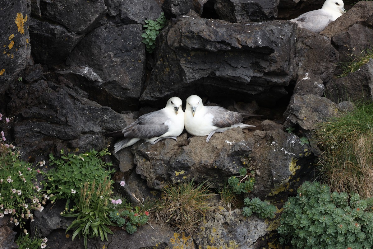 Northern Fulmar - ML642669469