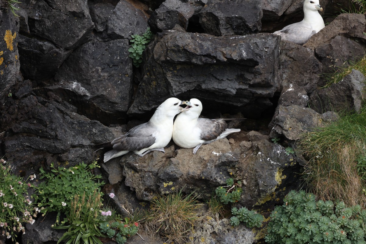 Northern Fulmar - ML642669470