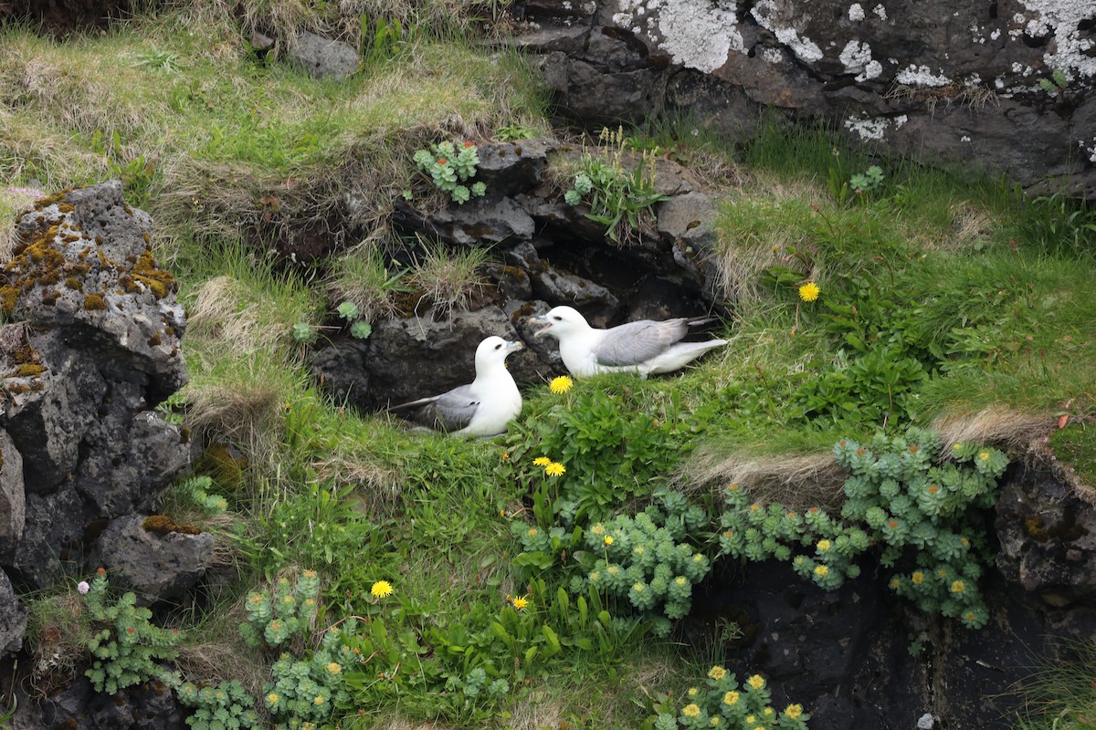 Northern Fulmar - ML642669475