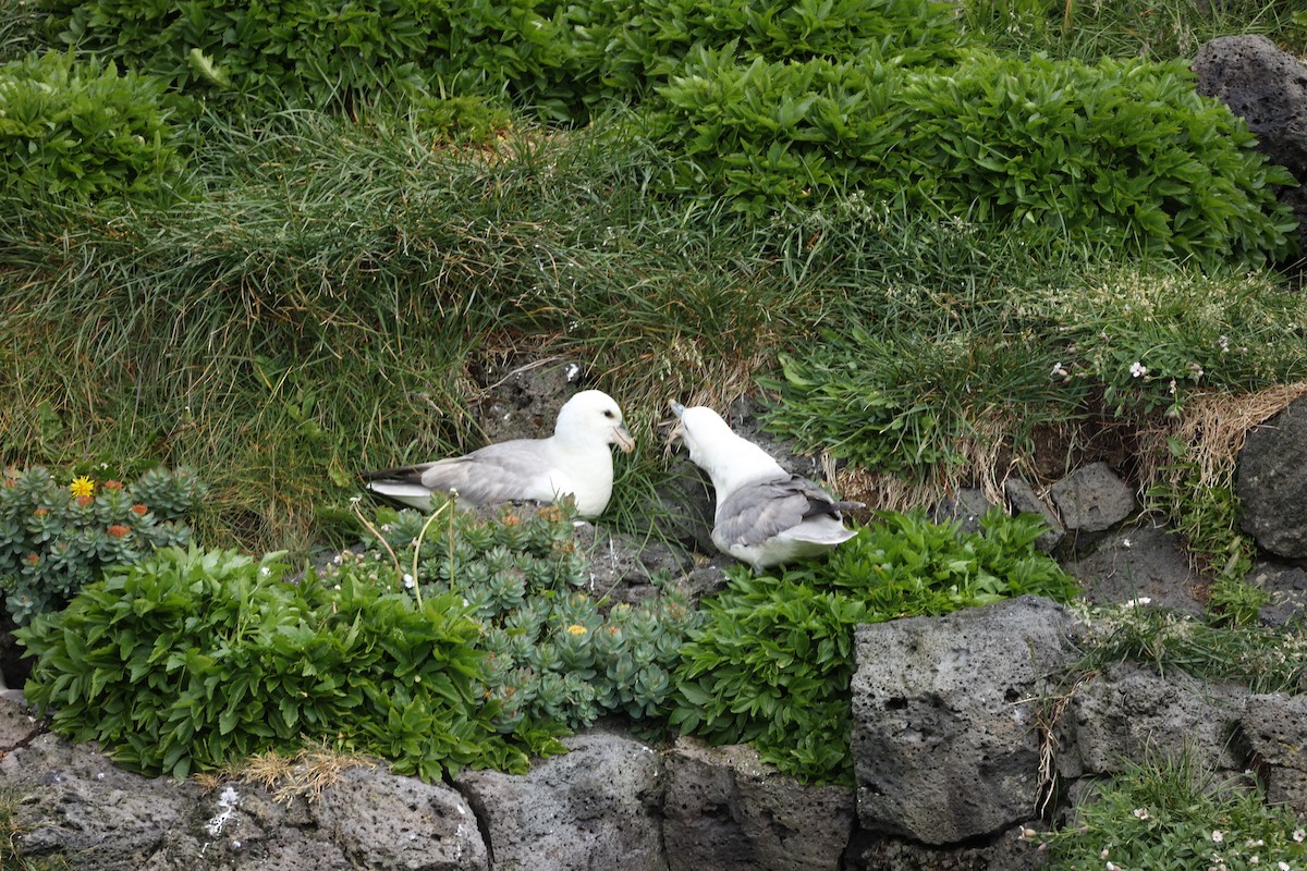 Northern Fulmar - ML642669476