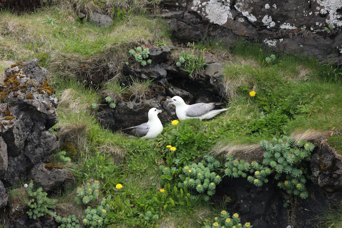 Northern Fulmar - ML642669478