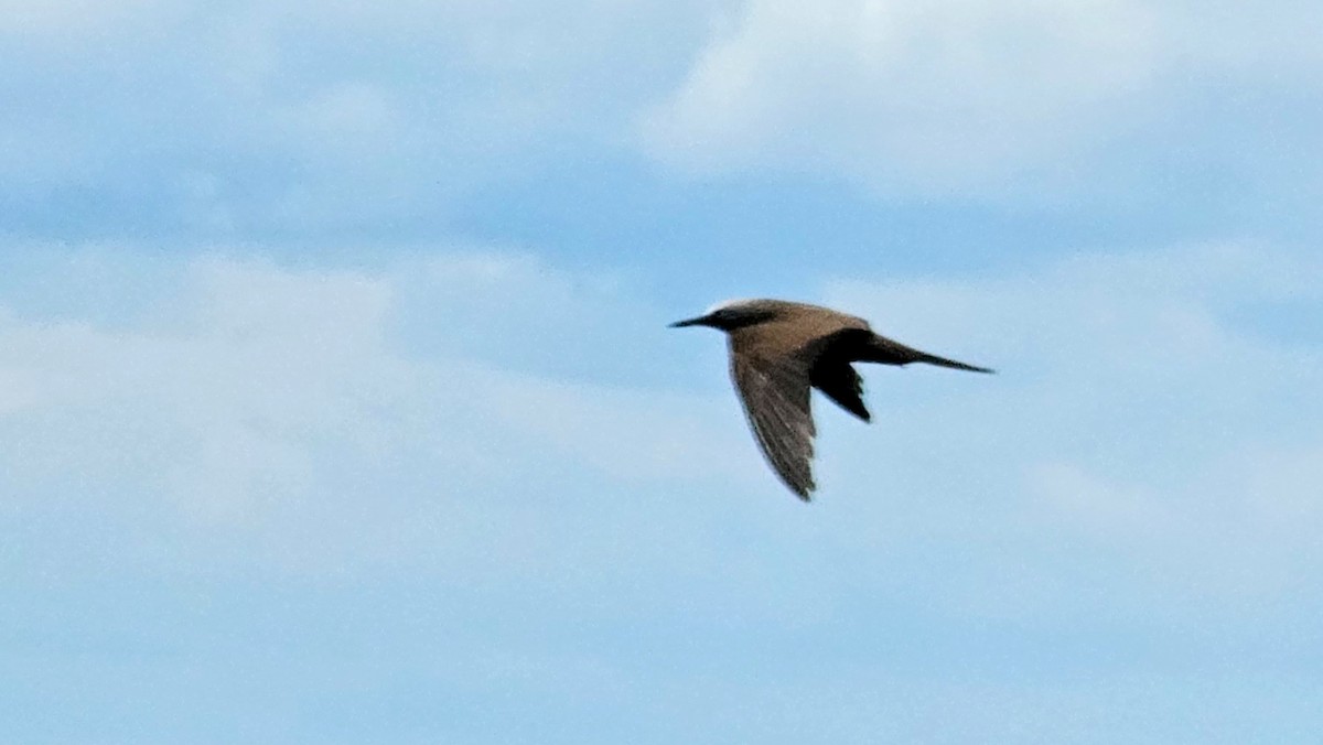 Brown Noddy - ML642669481