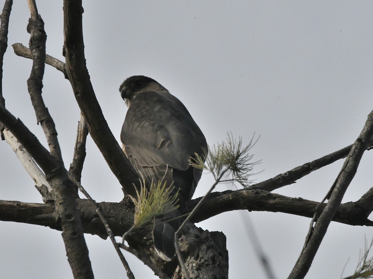 Cooper's Hawk - ML642669489