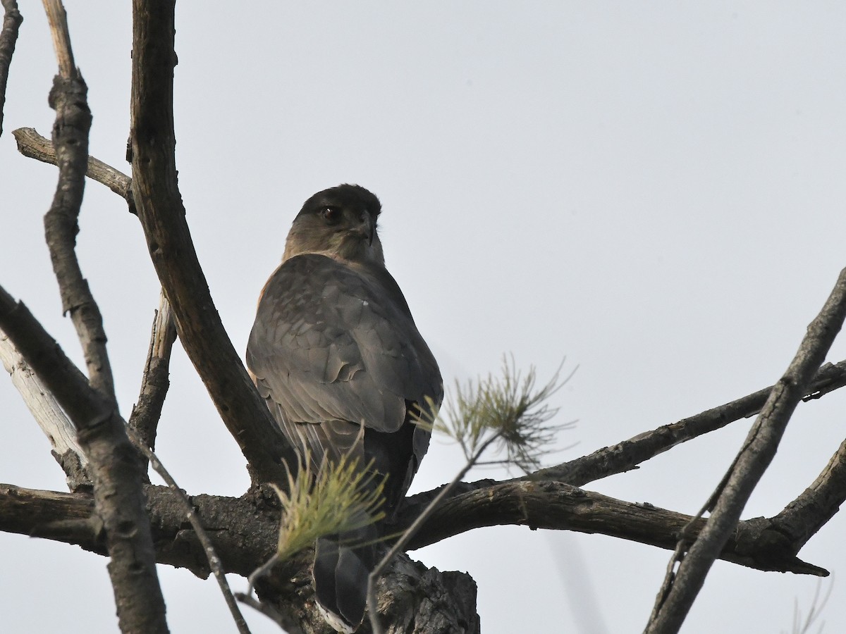 Cooper's Hawk - ML642669490