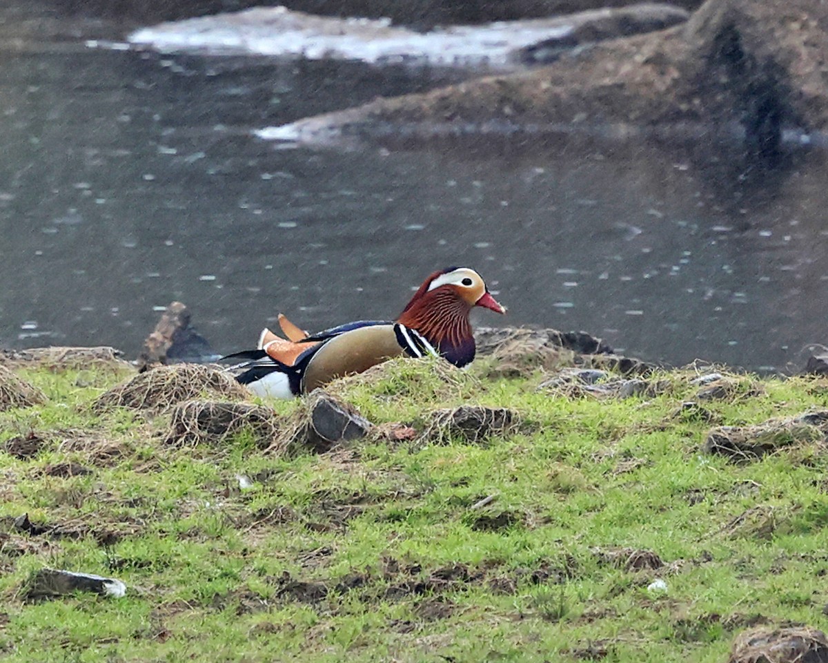 Mandarin Duck - ML642669516