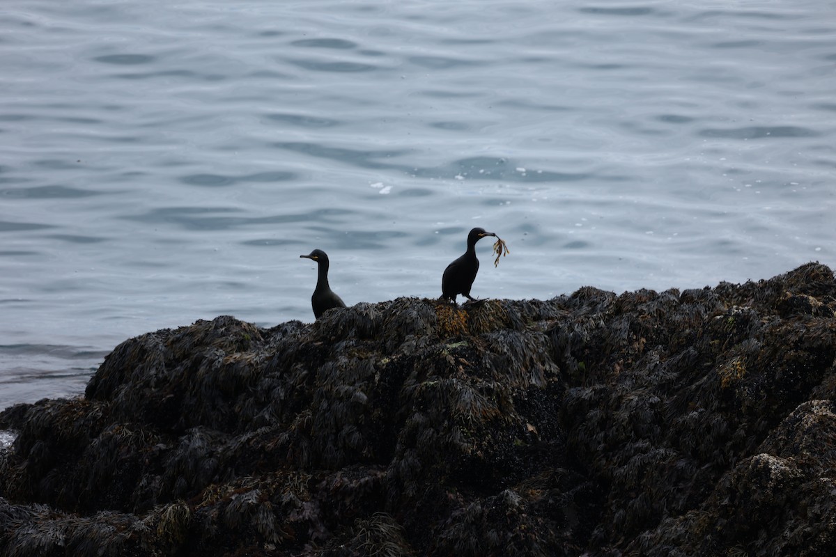 European Shag - ML642669519