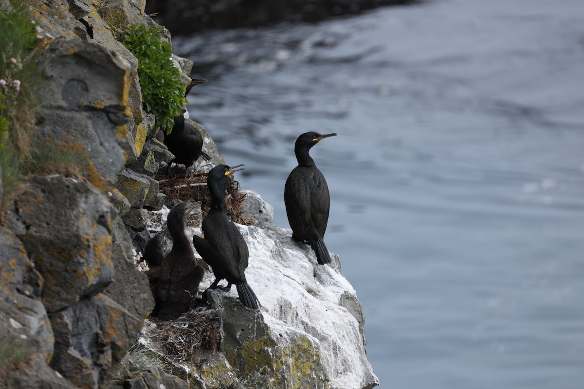 European Shag - ML642669520