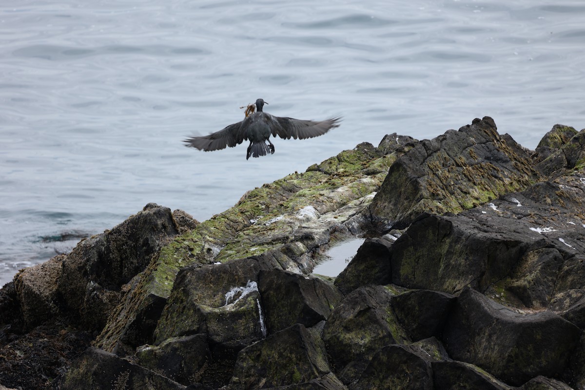 European Shag - ML642669521