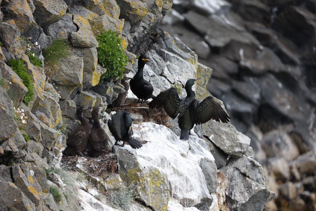 European Shag - ML642669523