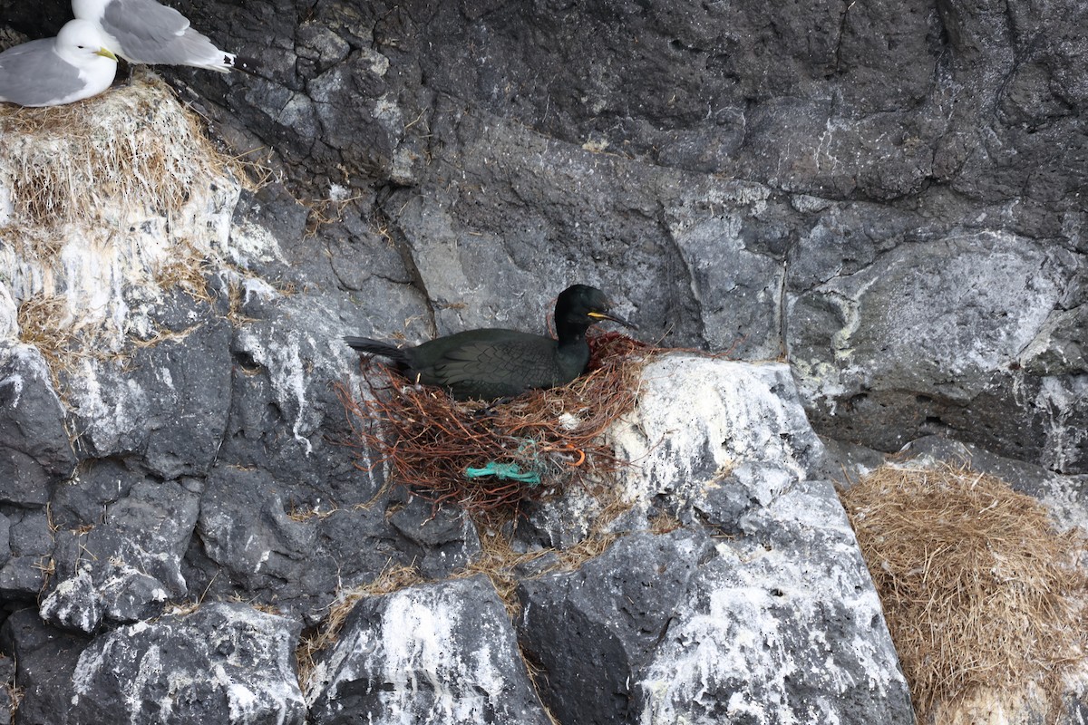 European Shag - ML642669525